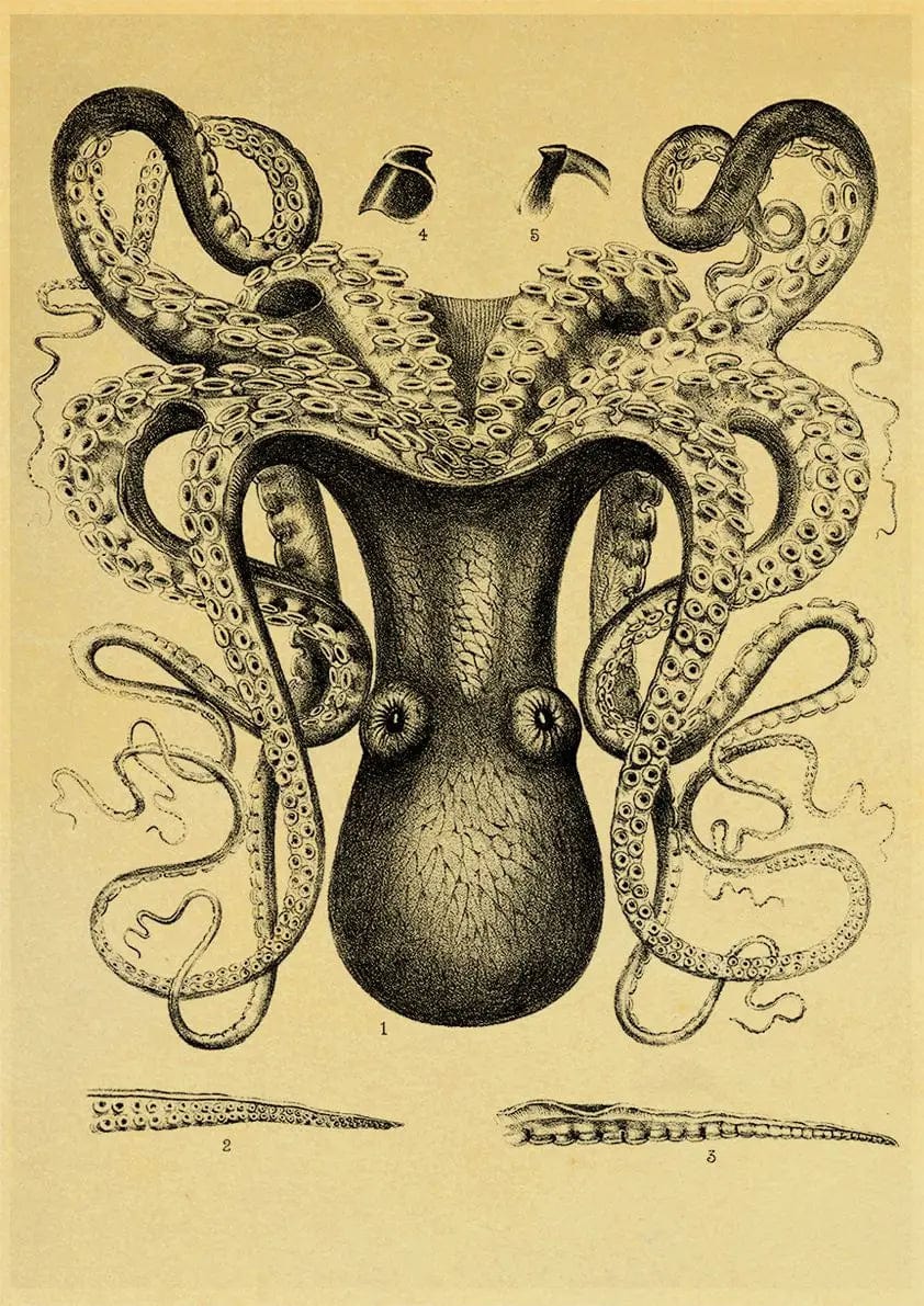Tableau Octopus