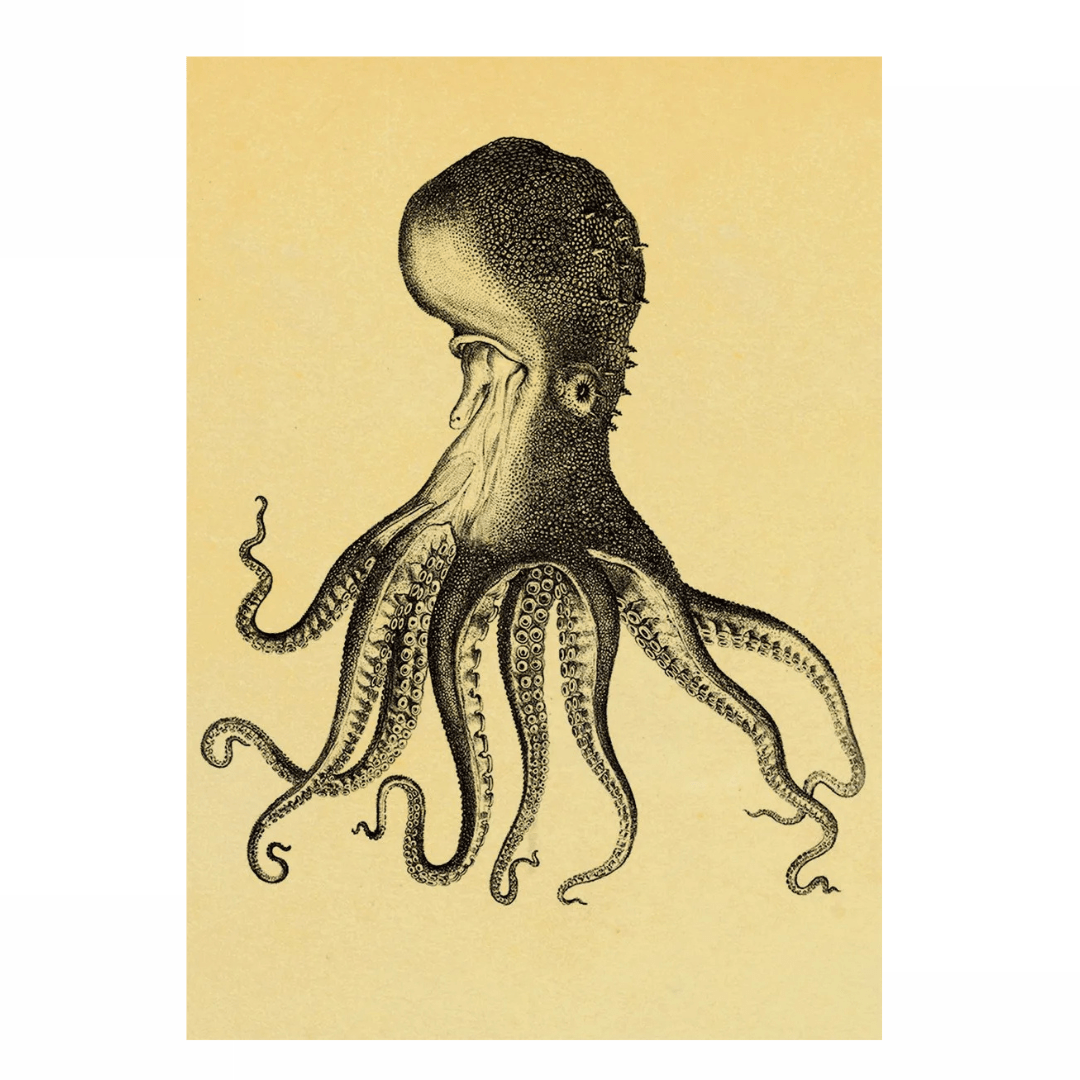 Tableau Octopus